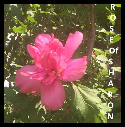 File Jun 09, 12 39 01 PM