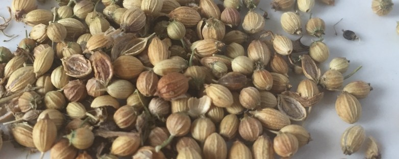 coriander seeds